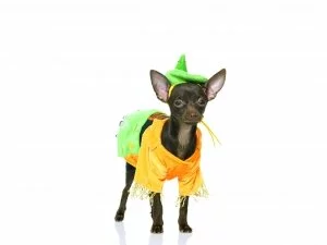 dog halloween animal costume